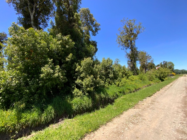 Parcela con Árboles en Frutillar